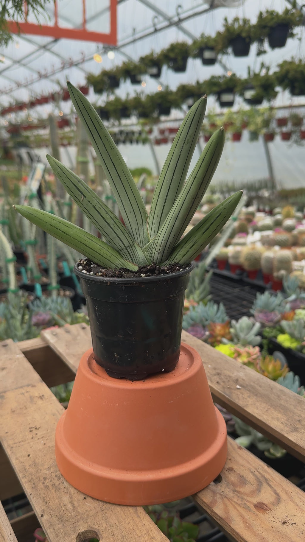 Snake Plant | Sansevieria 'Ice Man'