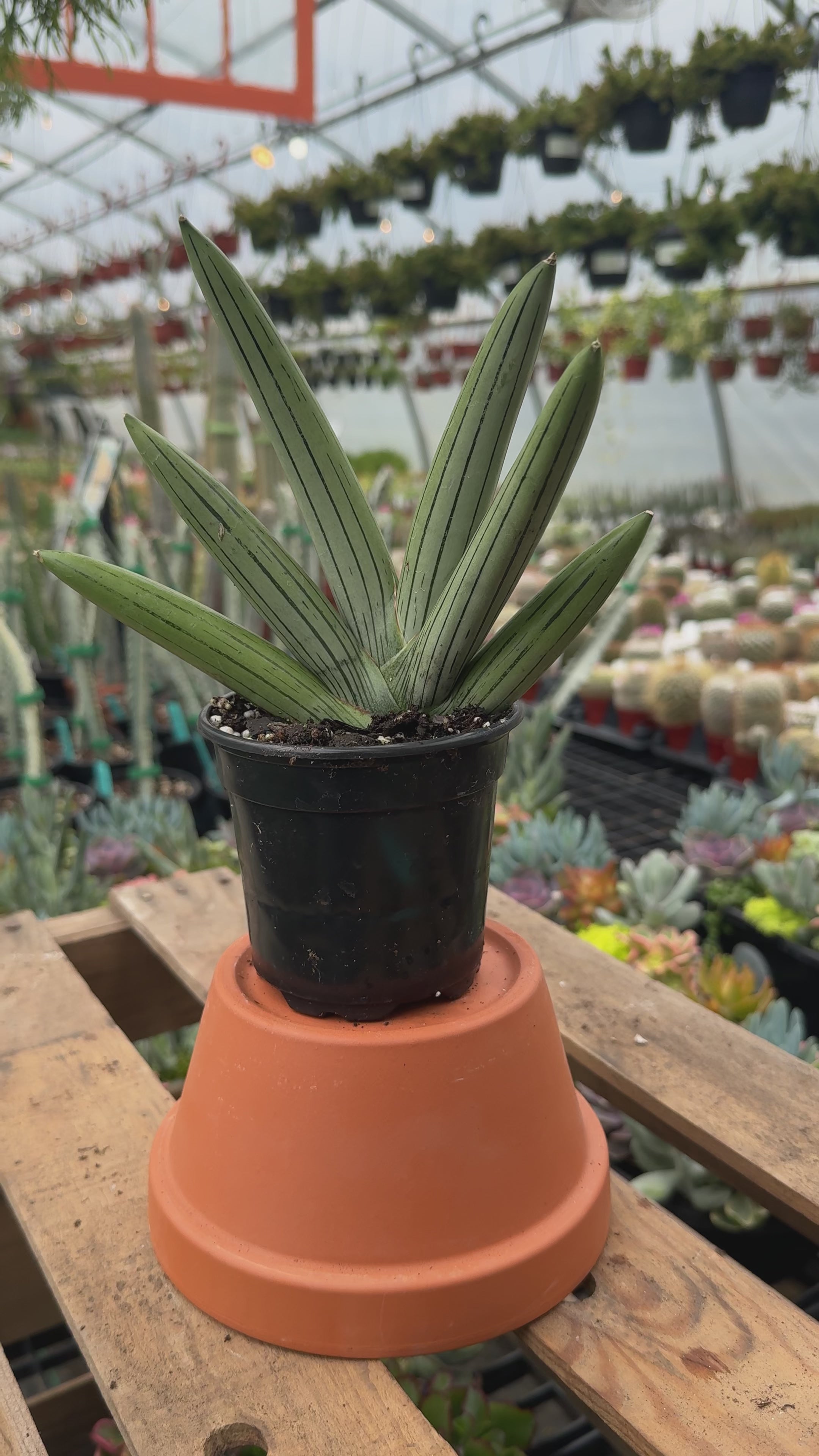 Snake Plant | Sansevieria 'Ice Man'