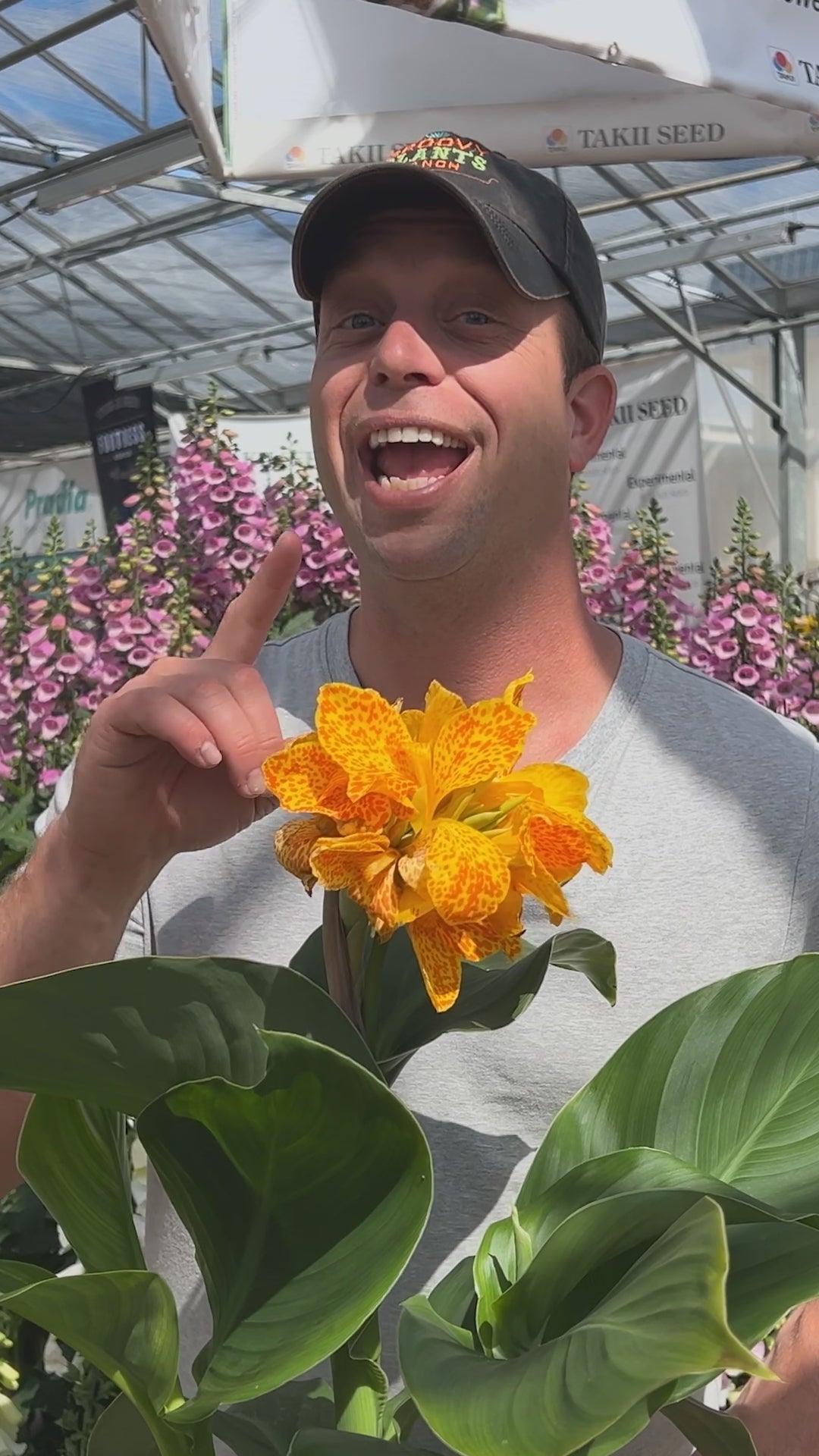 Canna Lily 'Golden Leopard' ~ Trio of 3 Hefty Plants for Preorder