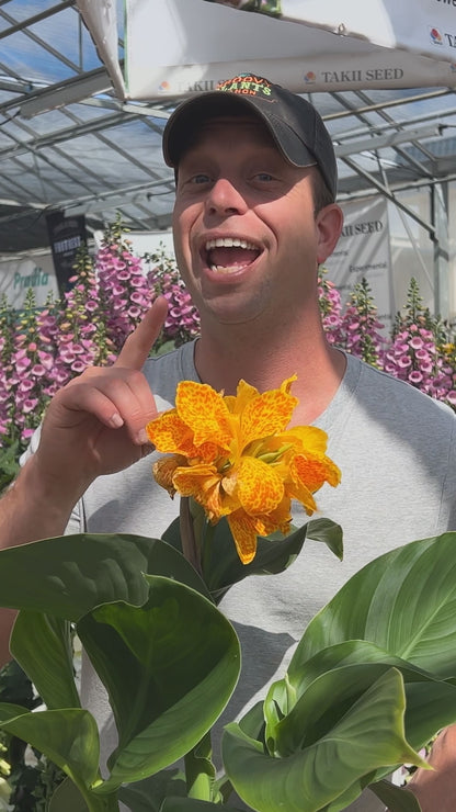 Canna Lily 'Golden Leopard' ~ Trio of 3 Hefty Plants for Preorder