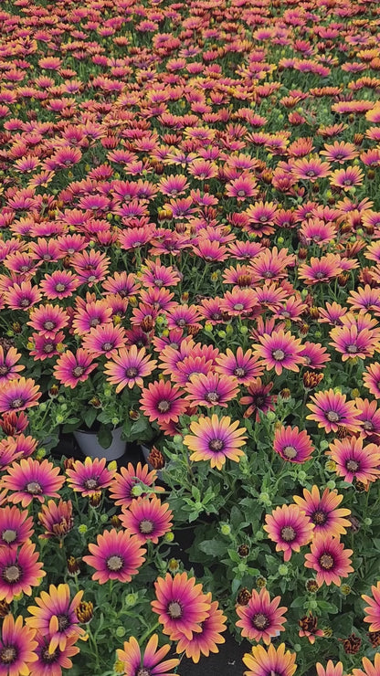 'ZION™ PURPLE SUN' ~ Trio of 3 Hefty Plants