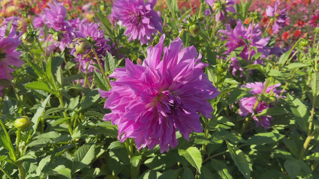 Dahlia Lavender Ruffles | Premium Dinnerplate Dahlia