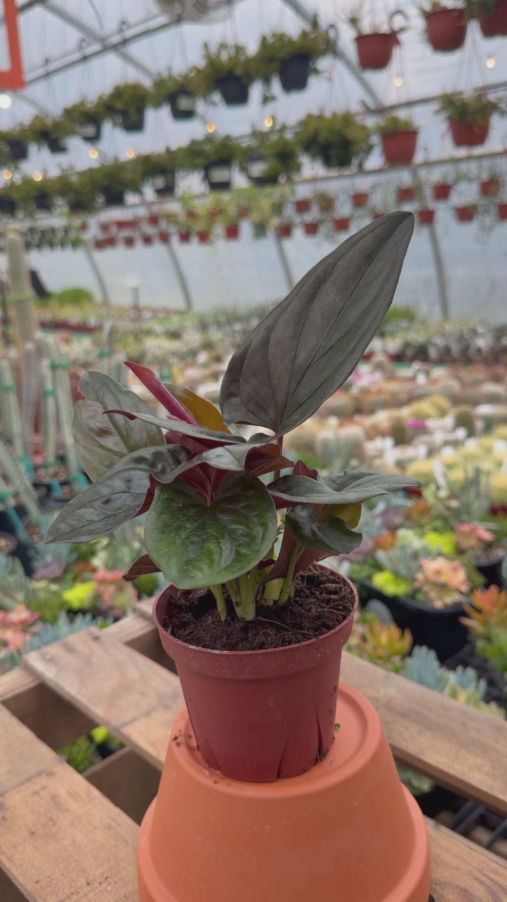 Syngonium erythrophyllum ‘Red Arrow’