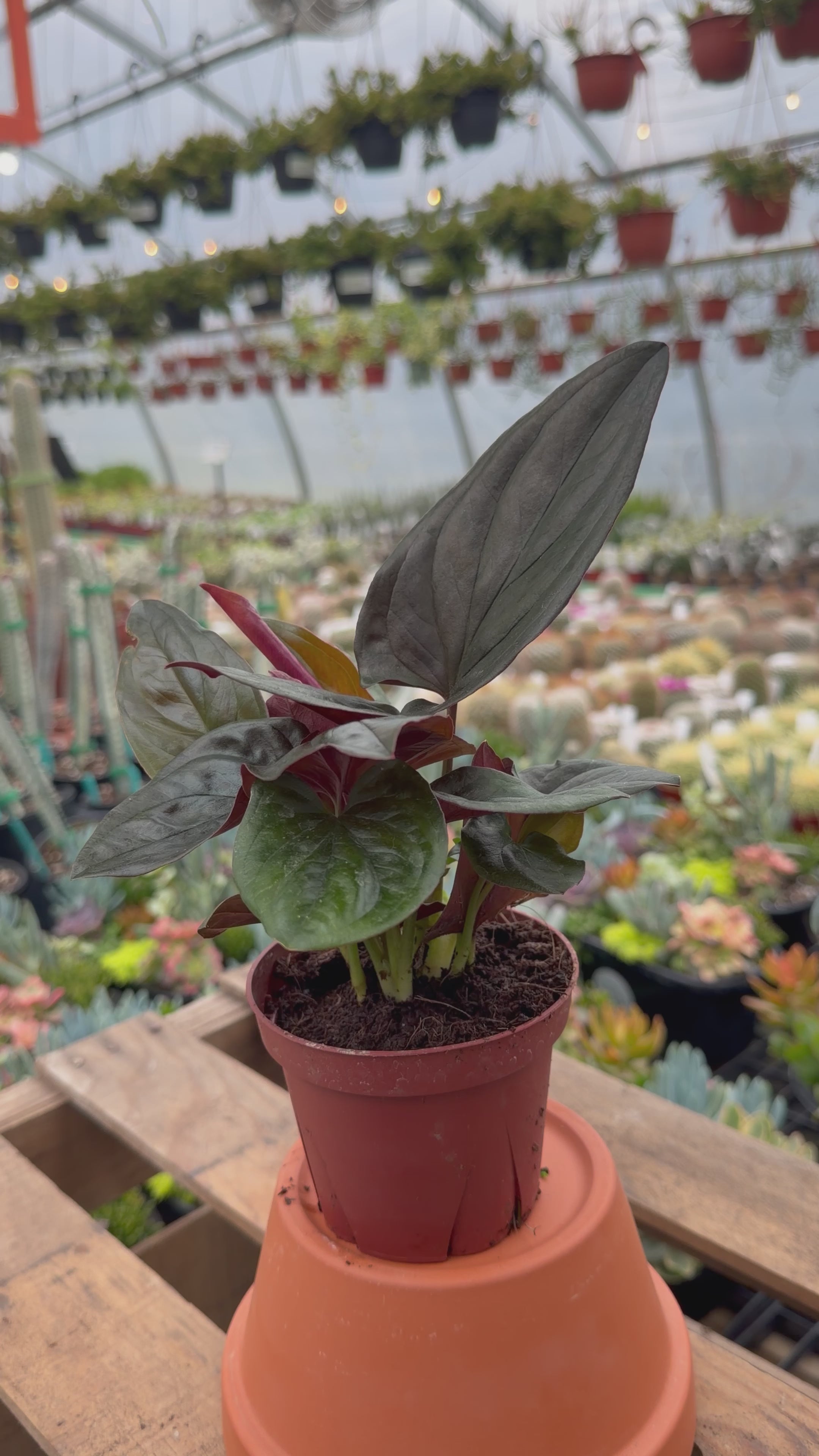 Syngonium erythrophyllum ‘Red Arrow’