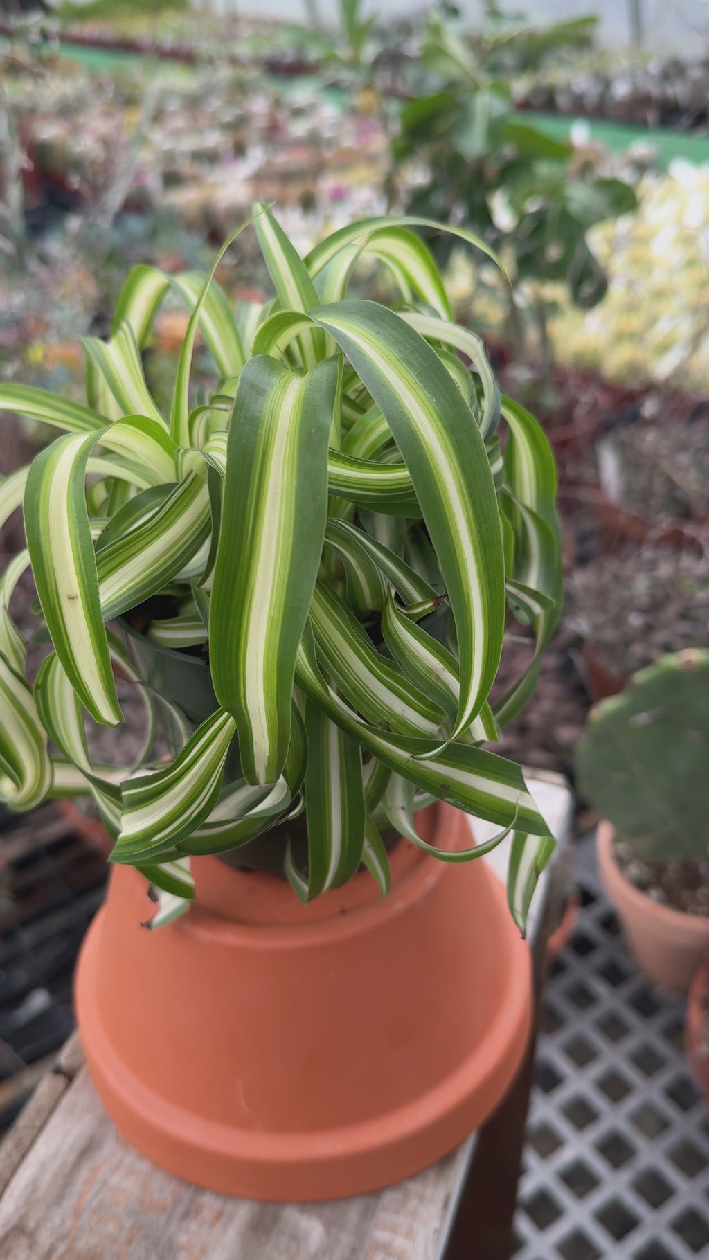 Curly Spider Plant | Chlorophytum Cosmosum 'Bonnie'
