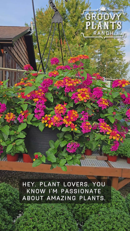Lantana 'PassionFruit' ~ Trio of 3 Hefty Plants for Preorder