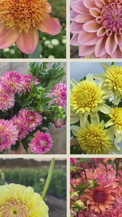 ‘Platinum Blonde’ Dahlia ~ 3 Tubers