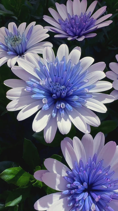 Osteo Blue Ice ~ Trio of 3 Hefty Plants