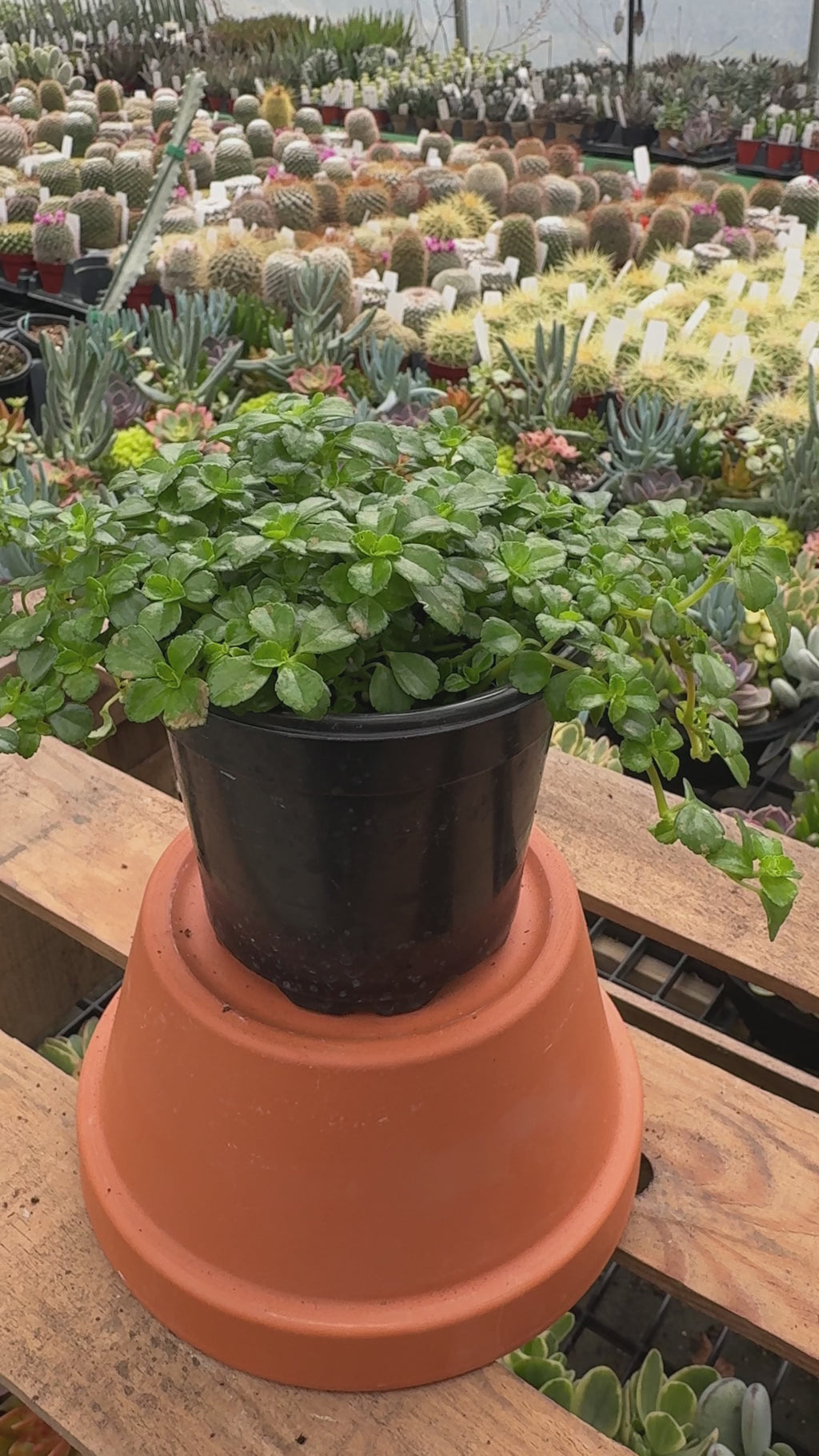Baby Tears | Pilea Depressa