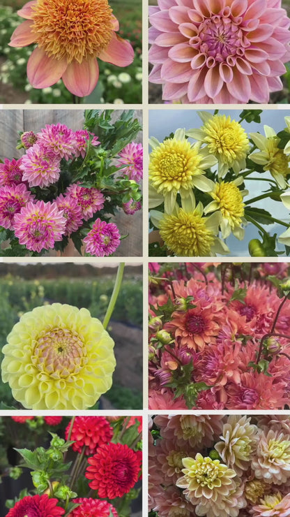 ‘Day Dreamer’ Dahlia ~ 3 Tubers