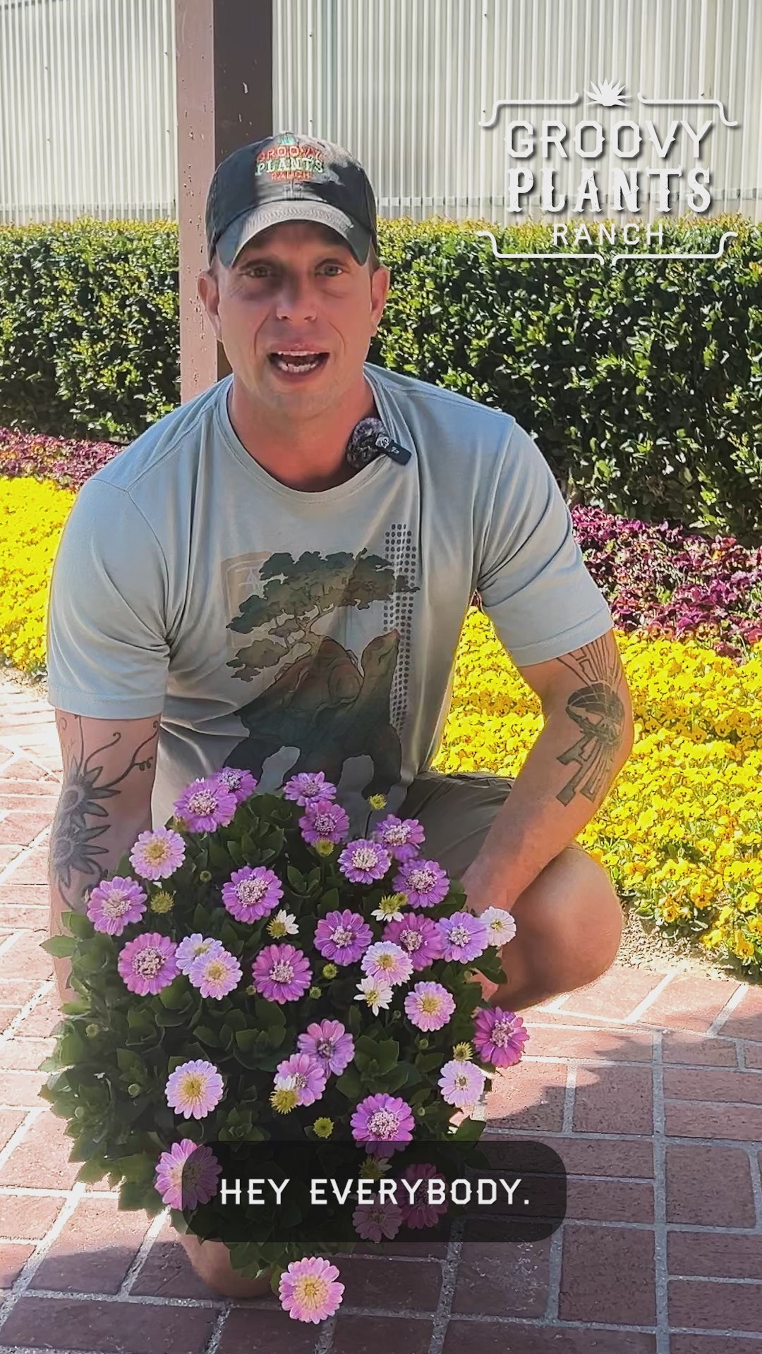 African Daisy 'Pink Lemonade' ~ Trio of 3 Hefty Plants for