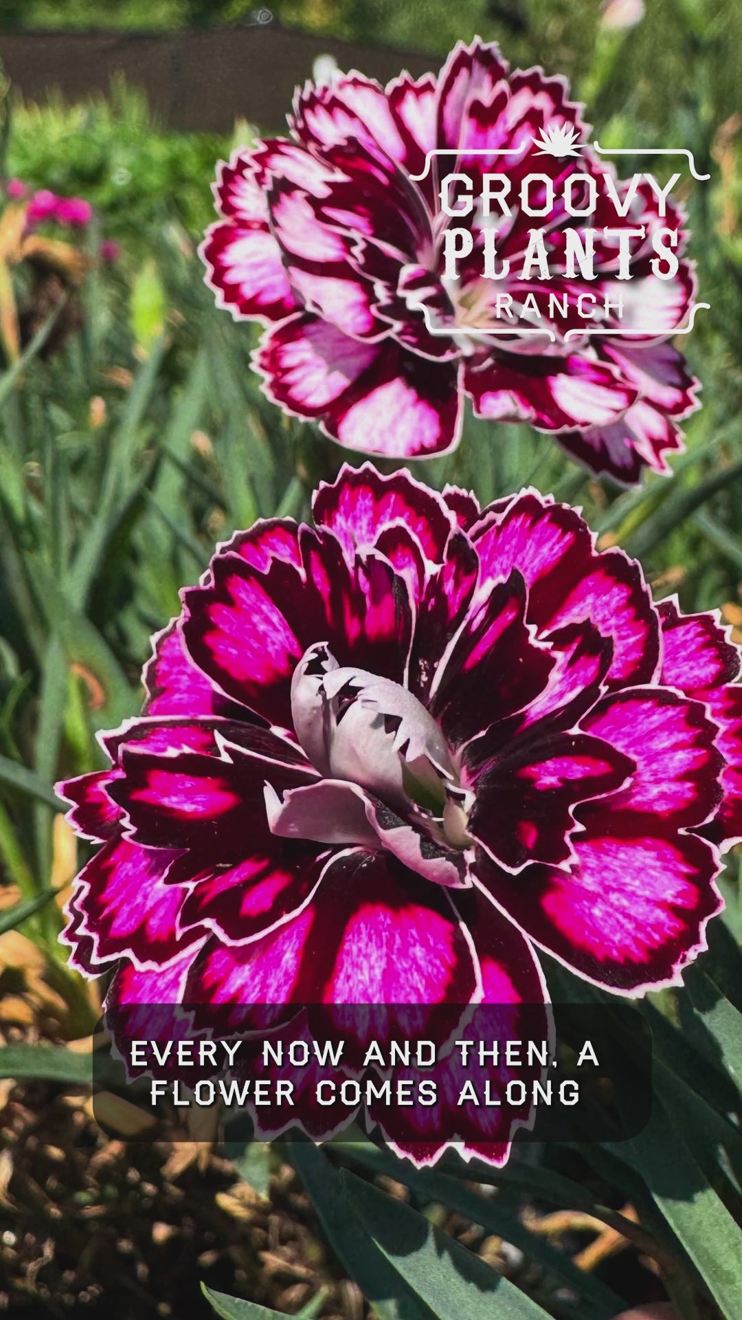 Dianthus Capitán 'Purple + White' ~ Trio of 3 Hefty Plants