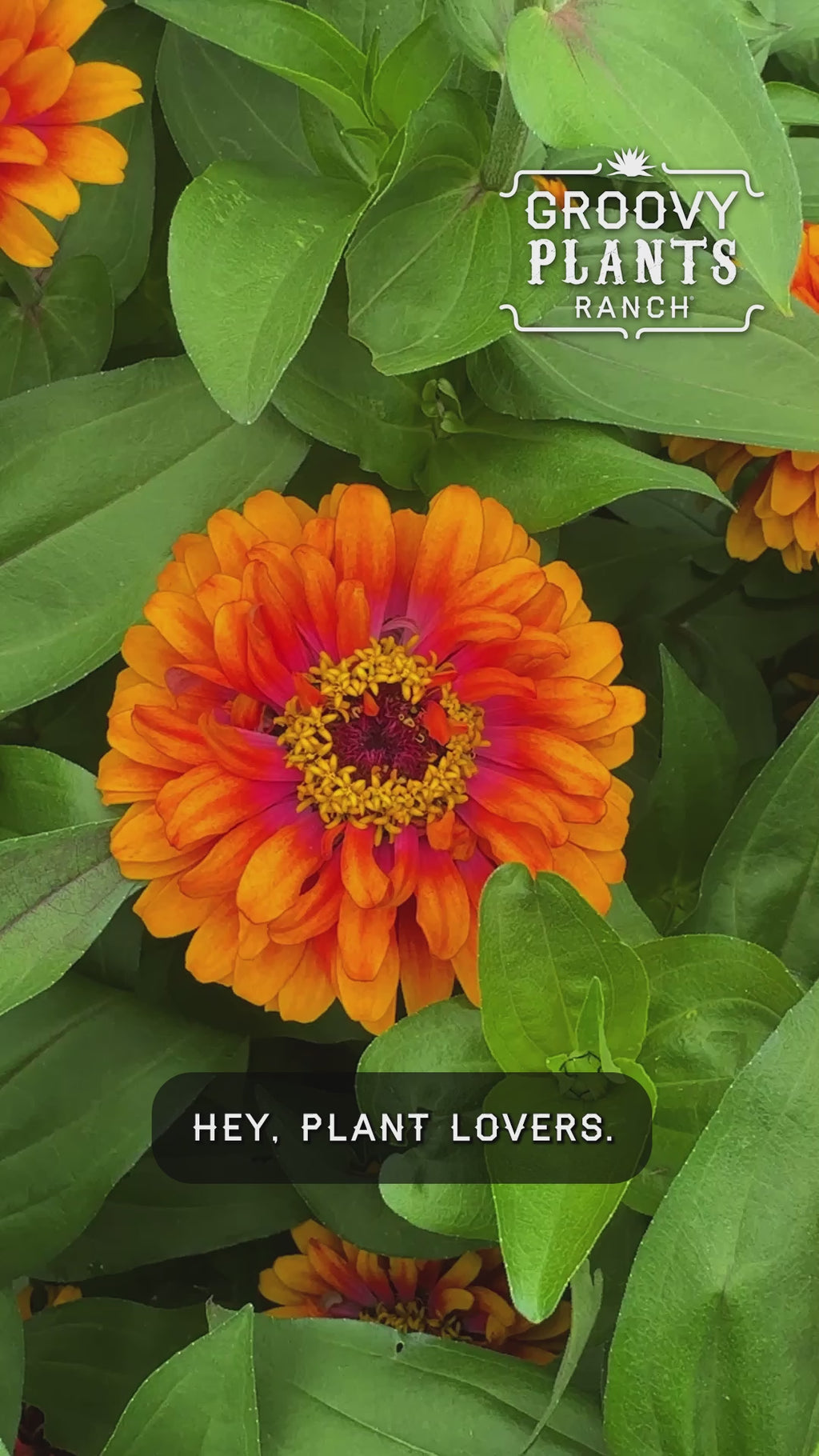 Zinnia Zowie!™ 'Yellow Flame' ~ Trio of 3 Hefty Plants for Preorder