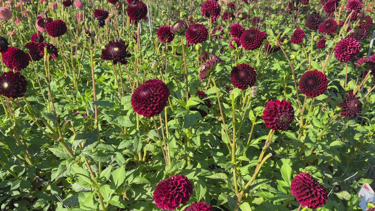 Dahlia Jowey Mirella | Ball Dahlia