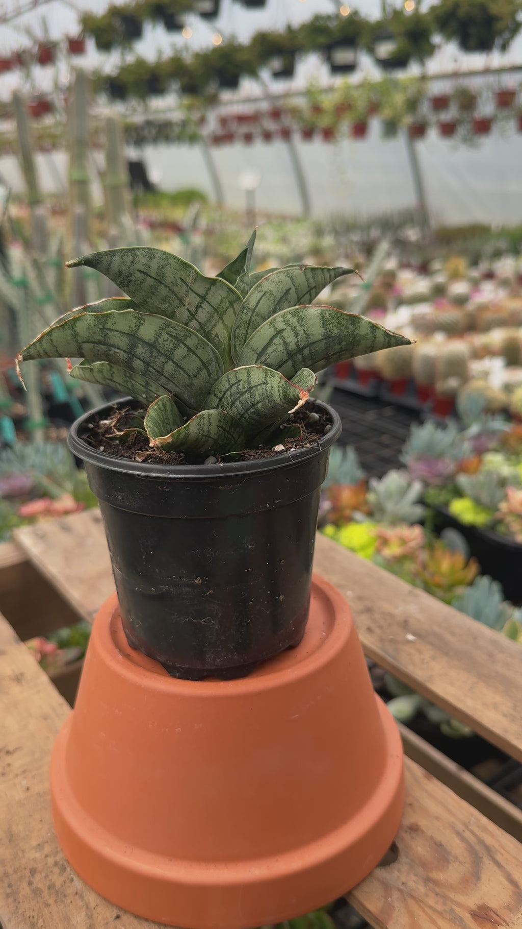 Snake Plant | Sansevieria 'Lion Heart'