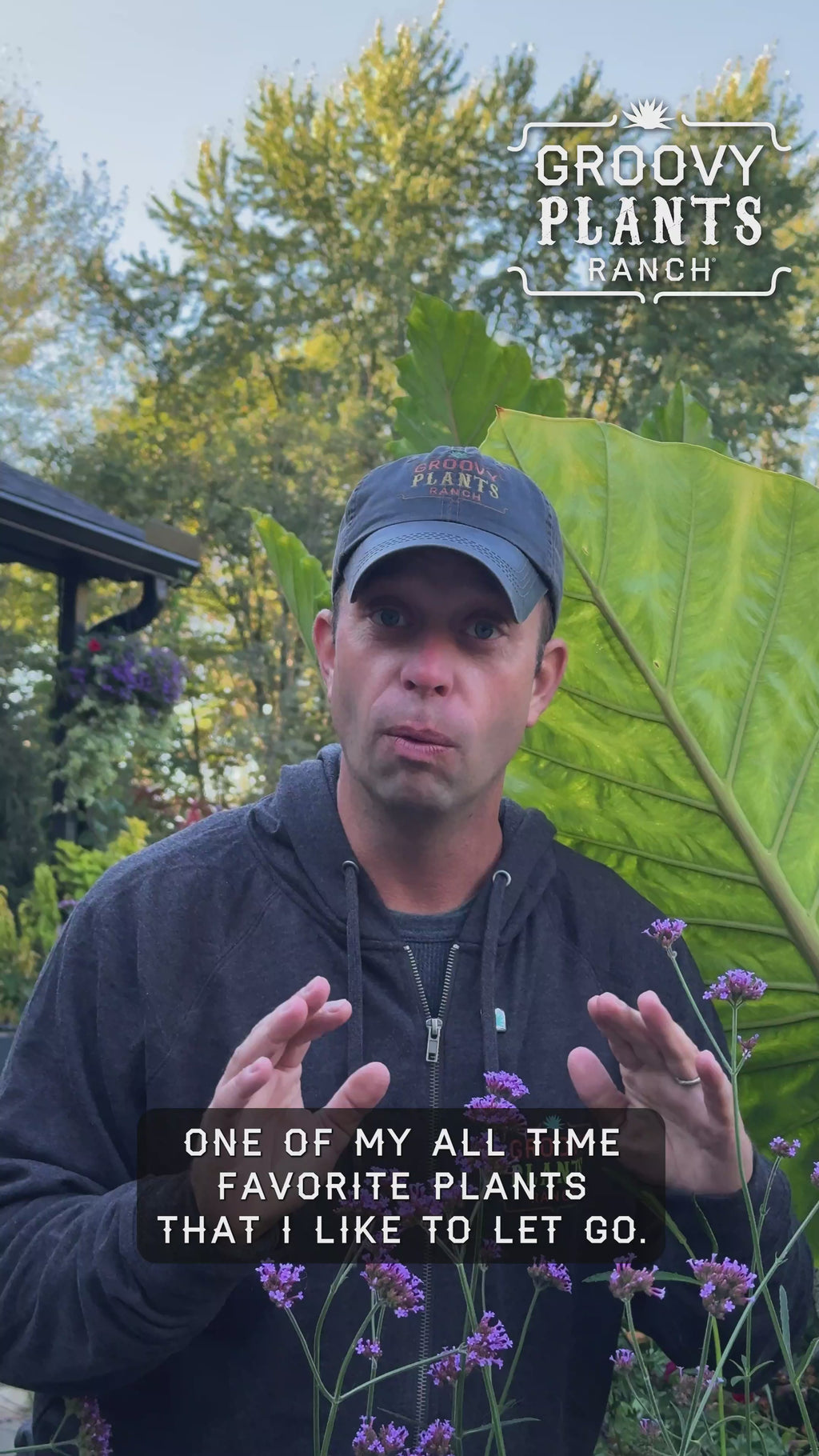 Verbena 'Butterfly Bodega' ~ Trio of 3 Hefty Plants for Preorder