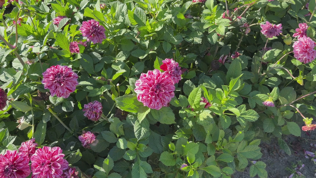 Dahlia Go Go Speckled Pink | Patio Dahlia