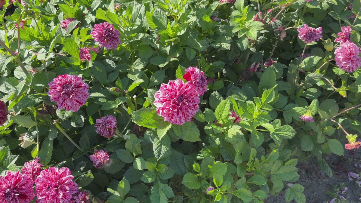 Dahlia Go Go Speckled Pink | Patio Dahlia