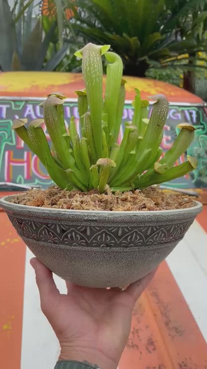 Sarracenia ‘Bug Bat’ | Limited Release for Pickup at The Ranch