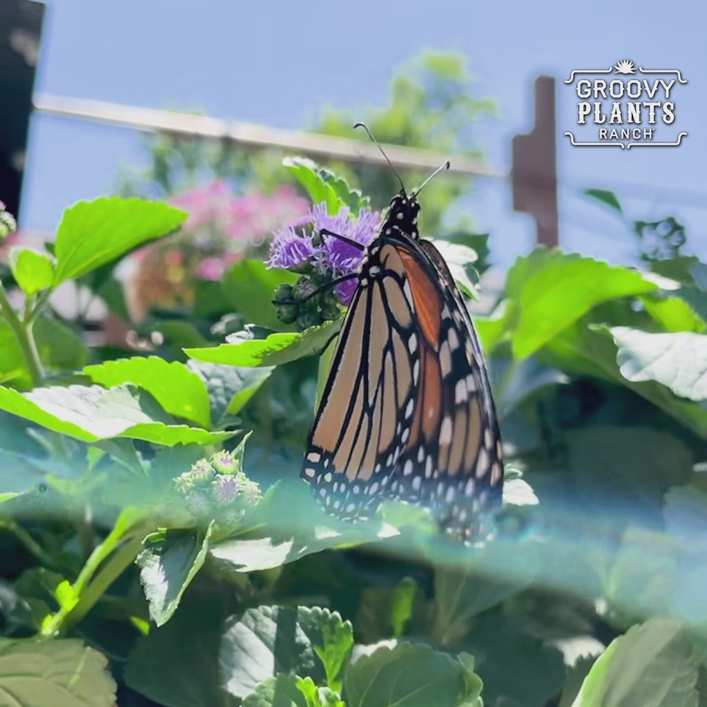 'Monarch Magic' Ageratum ~ Monarch Mania of 24 Plants for Preorder