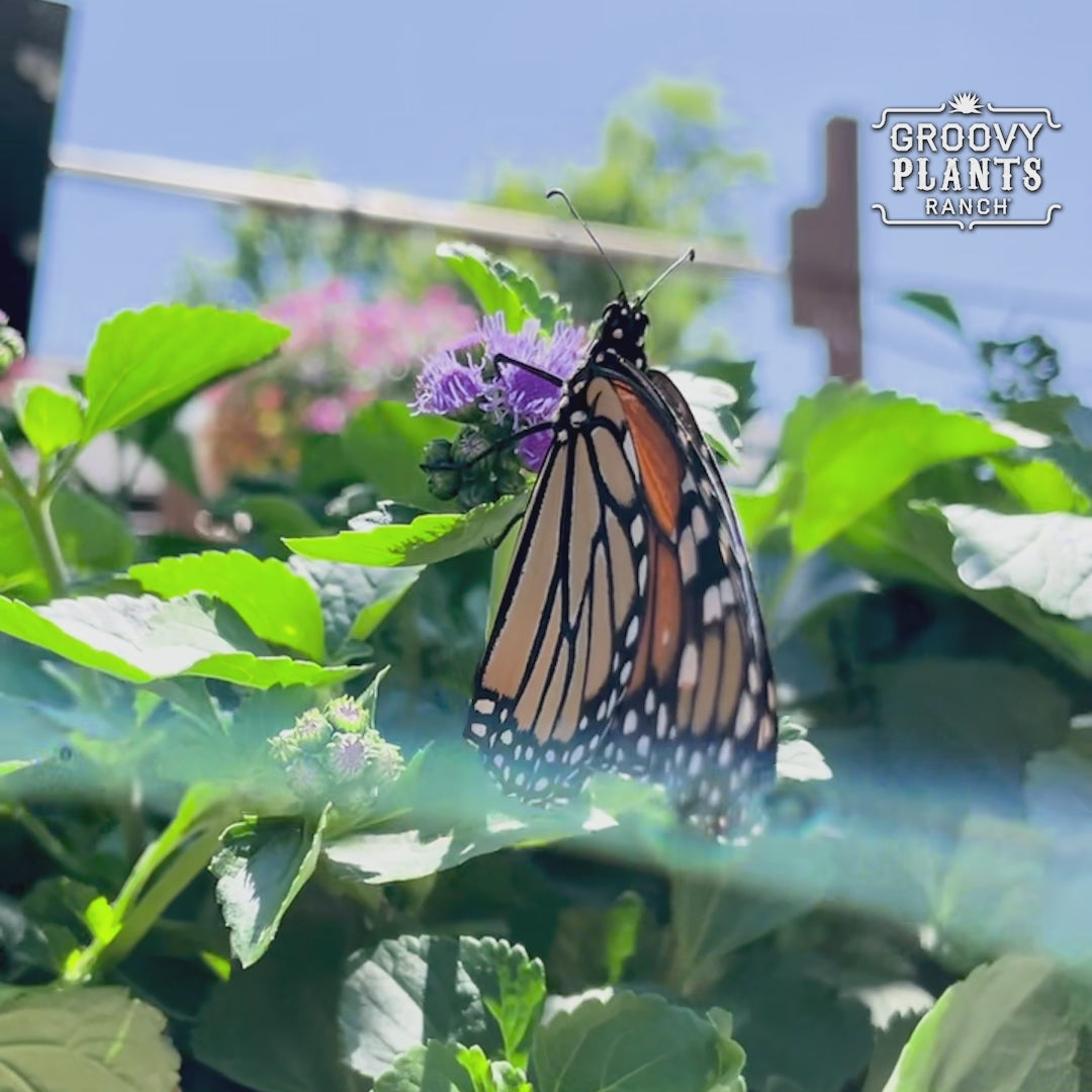 'Monarch Magic' Ageratum
