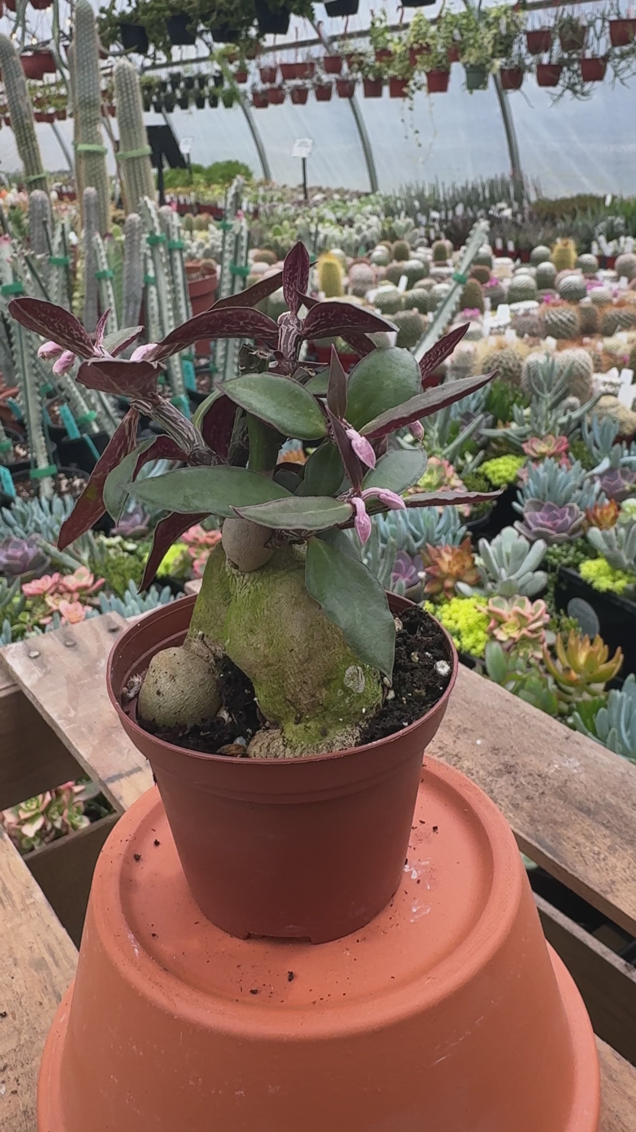 Euphorbia Red Monadenium | Euphorbia neorubella