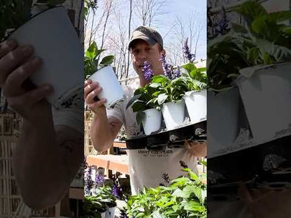 Salvia Hummingbird Falls Hanging Basket | PICKUP ONLY!