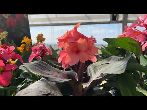 Canna Lily 'Bronze Peach' ~ Trio of 3 Hefty Plants for Preorder