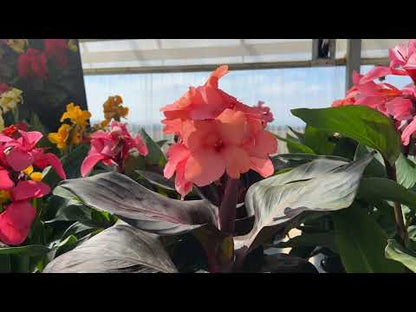 Cannova® 'Bronze Peach' ~ Trio of 3 Hefty Plants