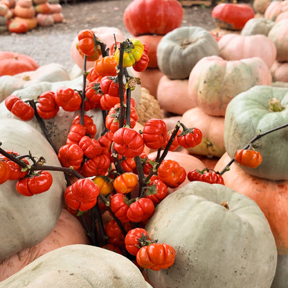 Pumpkin on a Stick ~ Trio of 3 Hefty Plants