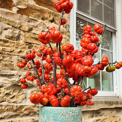 Pumpkin on a Stick ~ Trio of 3 Hefty Plants