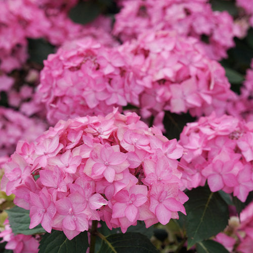Reblooming Hydrangea Let's Dance Can Do!®