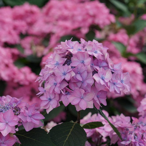 Reblooming Hydrangea Let's Dance Can Do!®