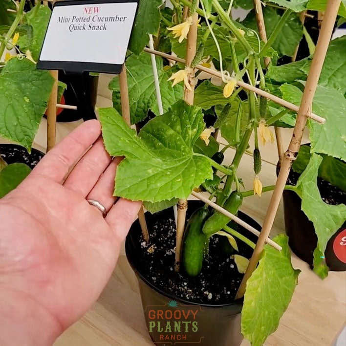 Quick Snack Cucumber