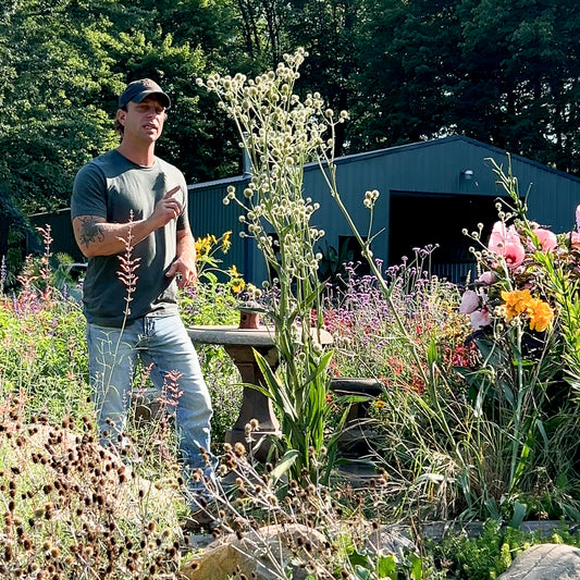 Rattlesnake Master Perennial, Eryngium yuccifolium | Limited Release - Pickup Now