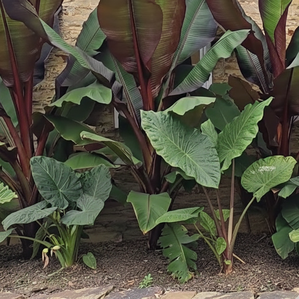 Red Abyssinian Banana Tree ~ Preorder