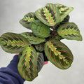Prayer Plant | Maranta ‘Red'