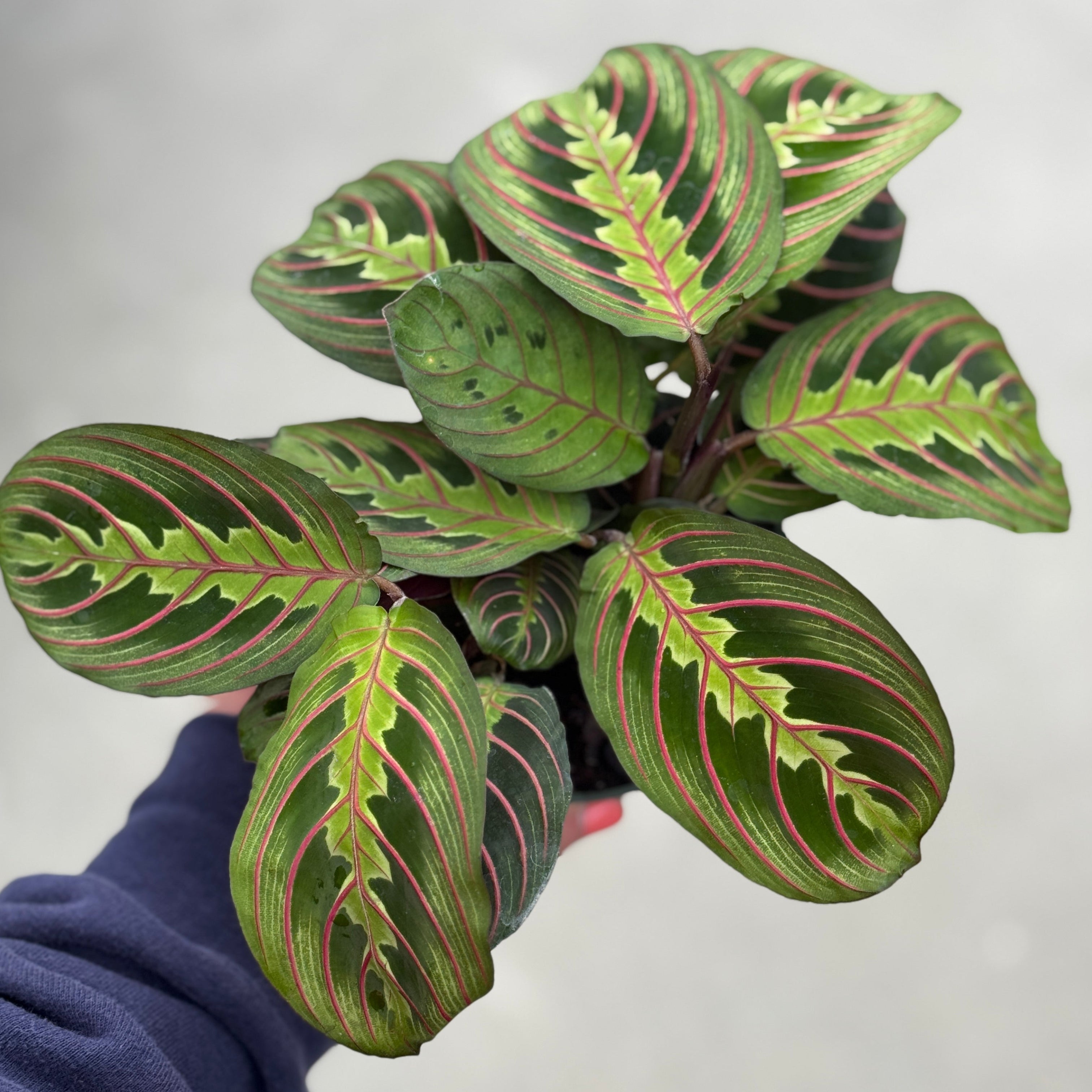 Prayer Plant | Maranta ‘Red'