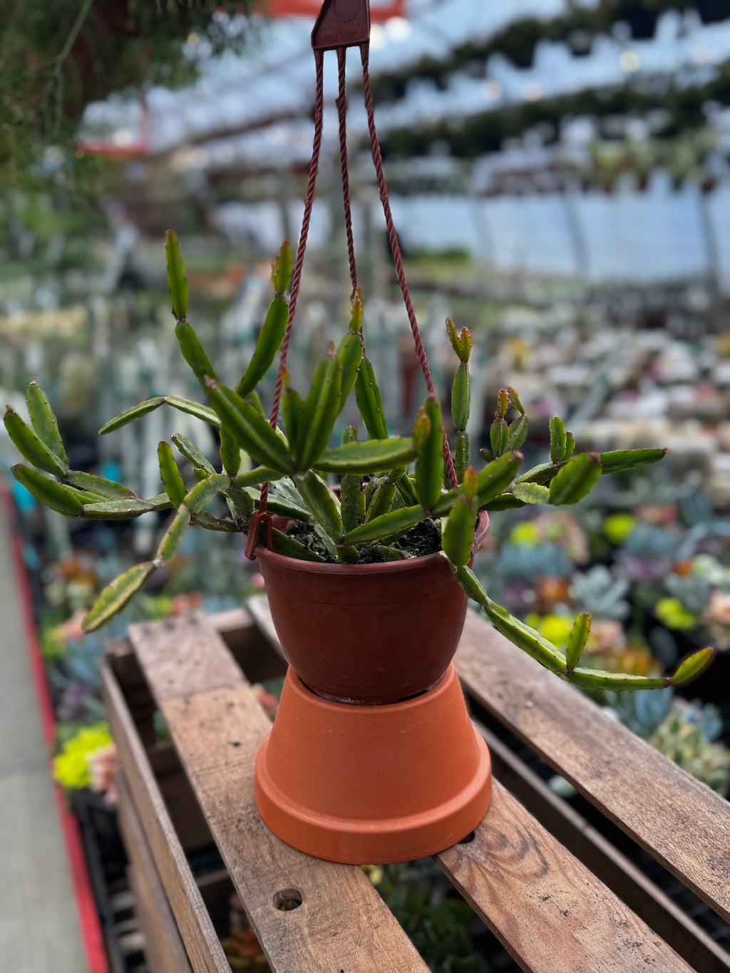 Rhipsalis cereoides