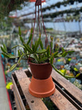 Rhipsalis cereoides