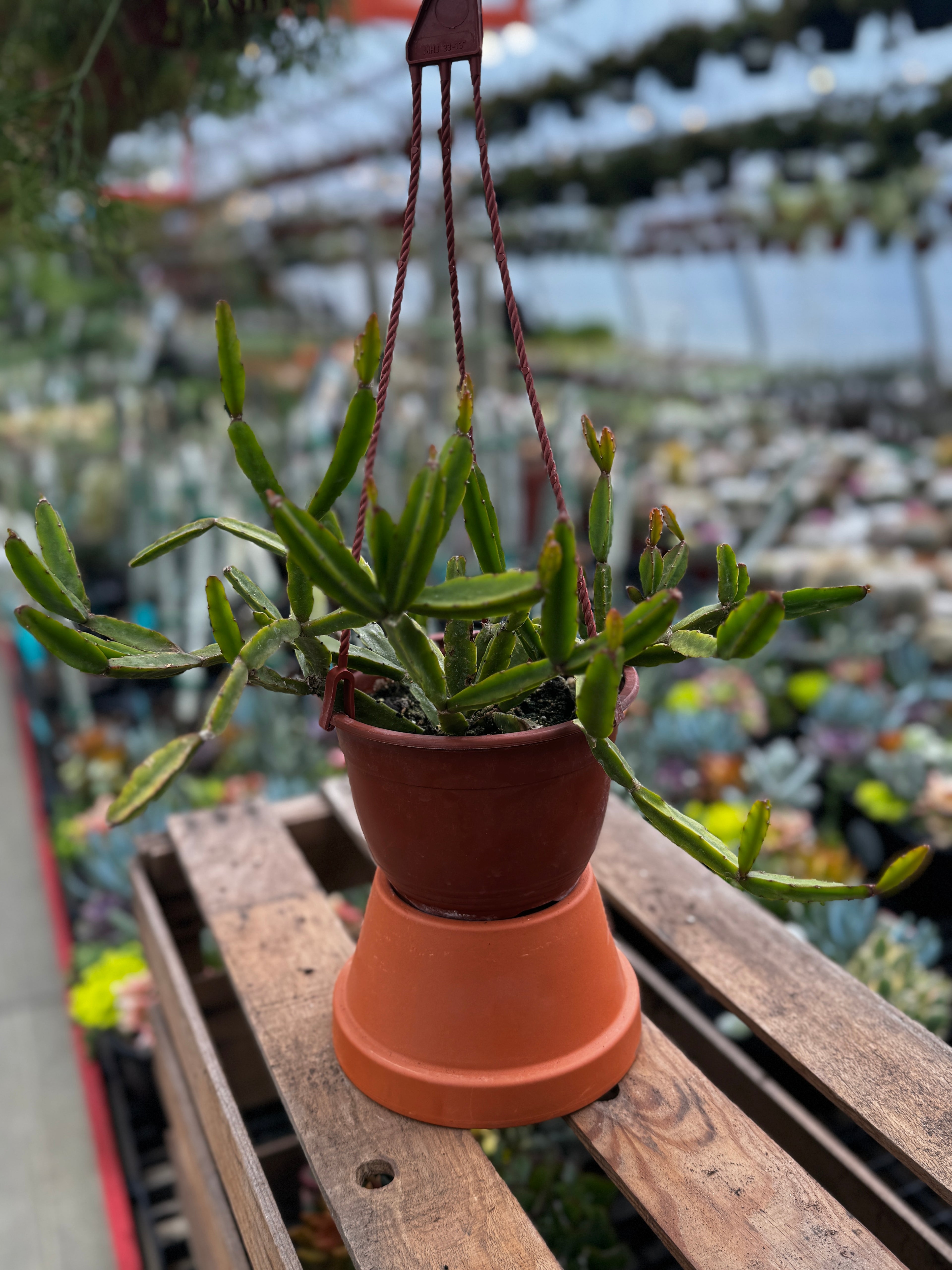 Rhipsalis cereoides