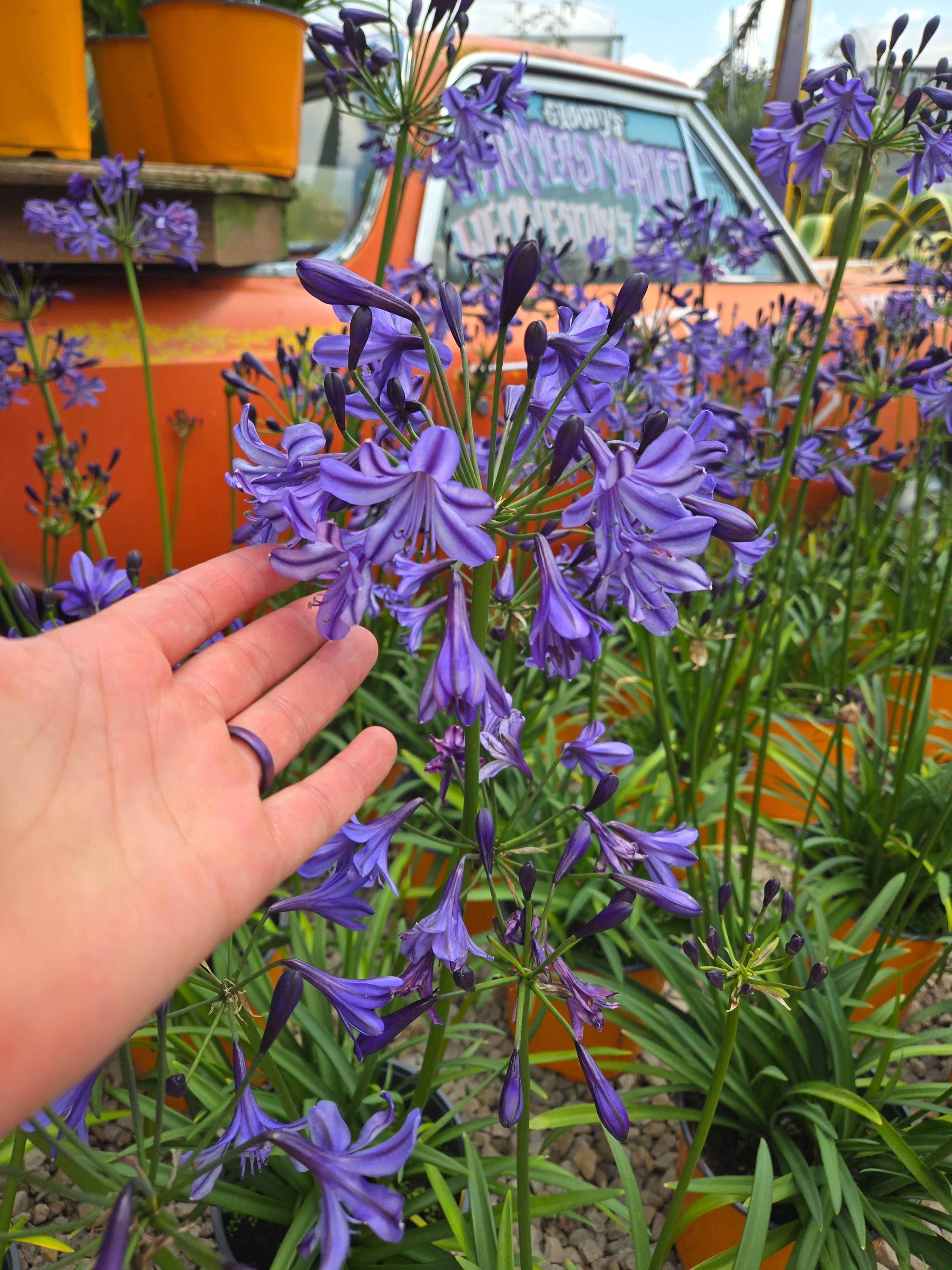 Lily of the Nile | Agapanthus 'Poppin’ Star'