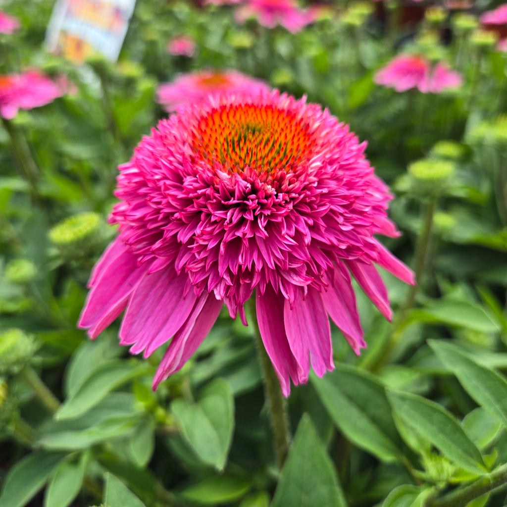 Coneflower | Echinacea Sunmagic® Double Hot Pink