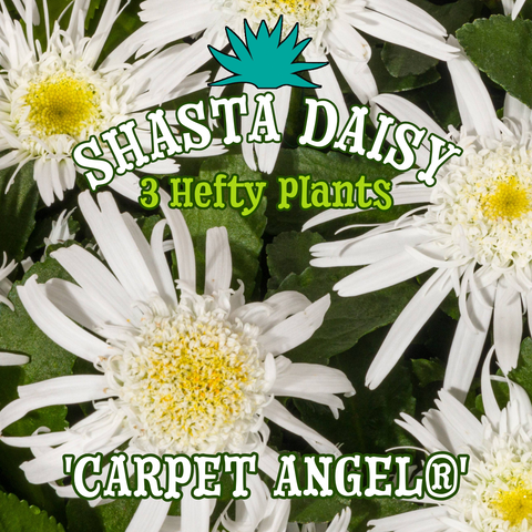 Shasta Daisy 'Carpet Angel®' - Blanket of 3