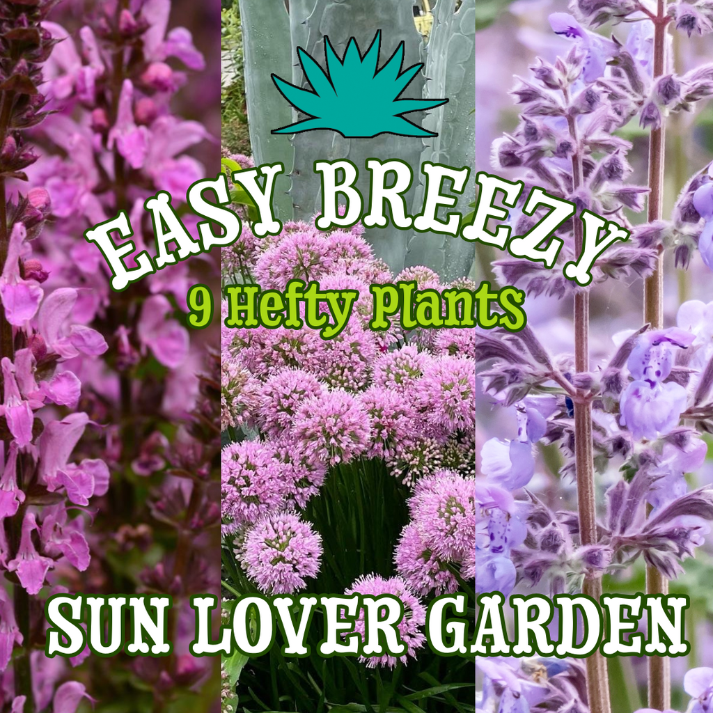 Easy Breezy Sun Lover Garden ~ 9 Hefty Plants for Preorder