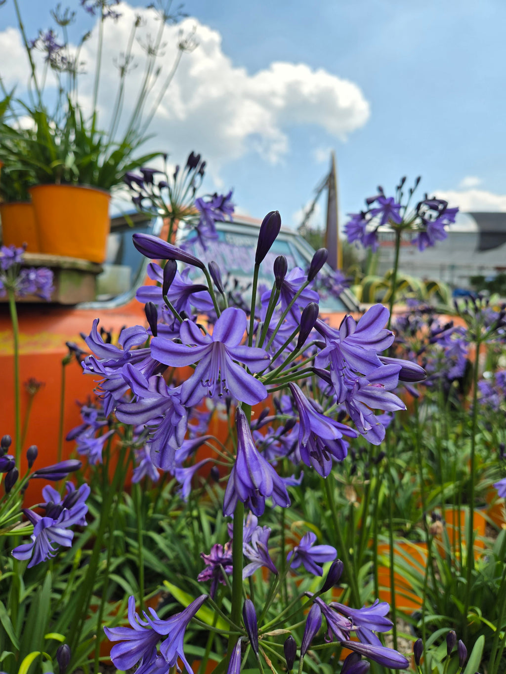 Lily of the Nile | Agapanthus 'Poppin’ Star'