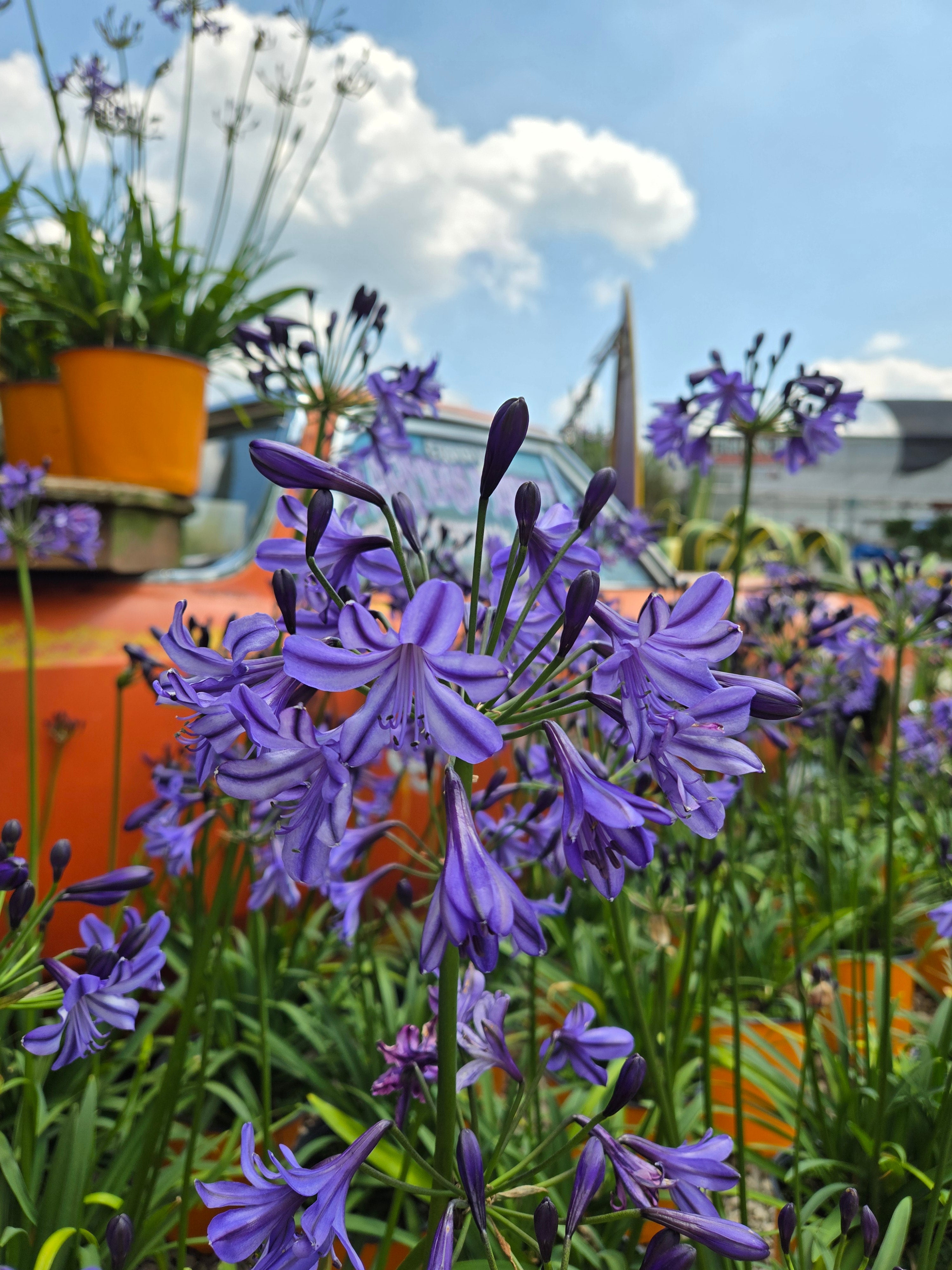 Lily of the Nile | Agapanthus 'Poppin’ Star'