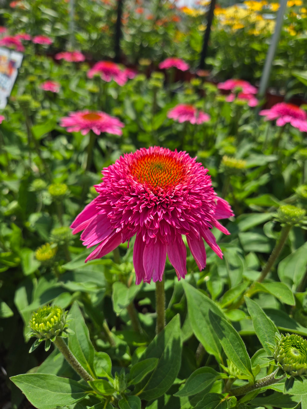 Coneflower | Echinacea Sunmagic® Double Hot Pink