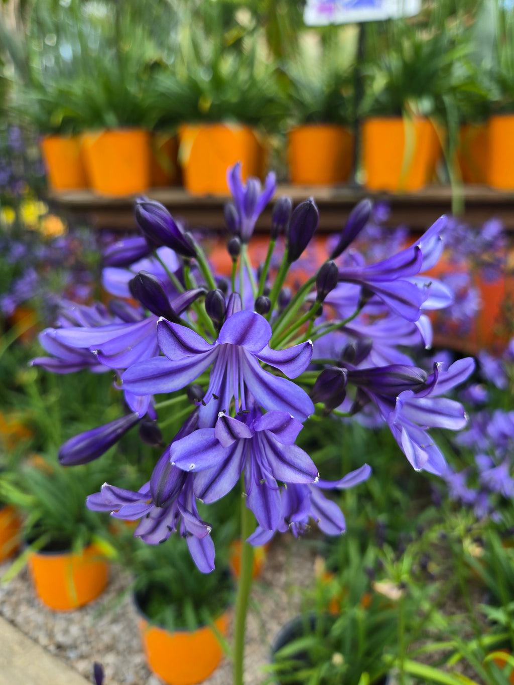 Lily of the Nile | Agapanthus 'Poppin’ Star'