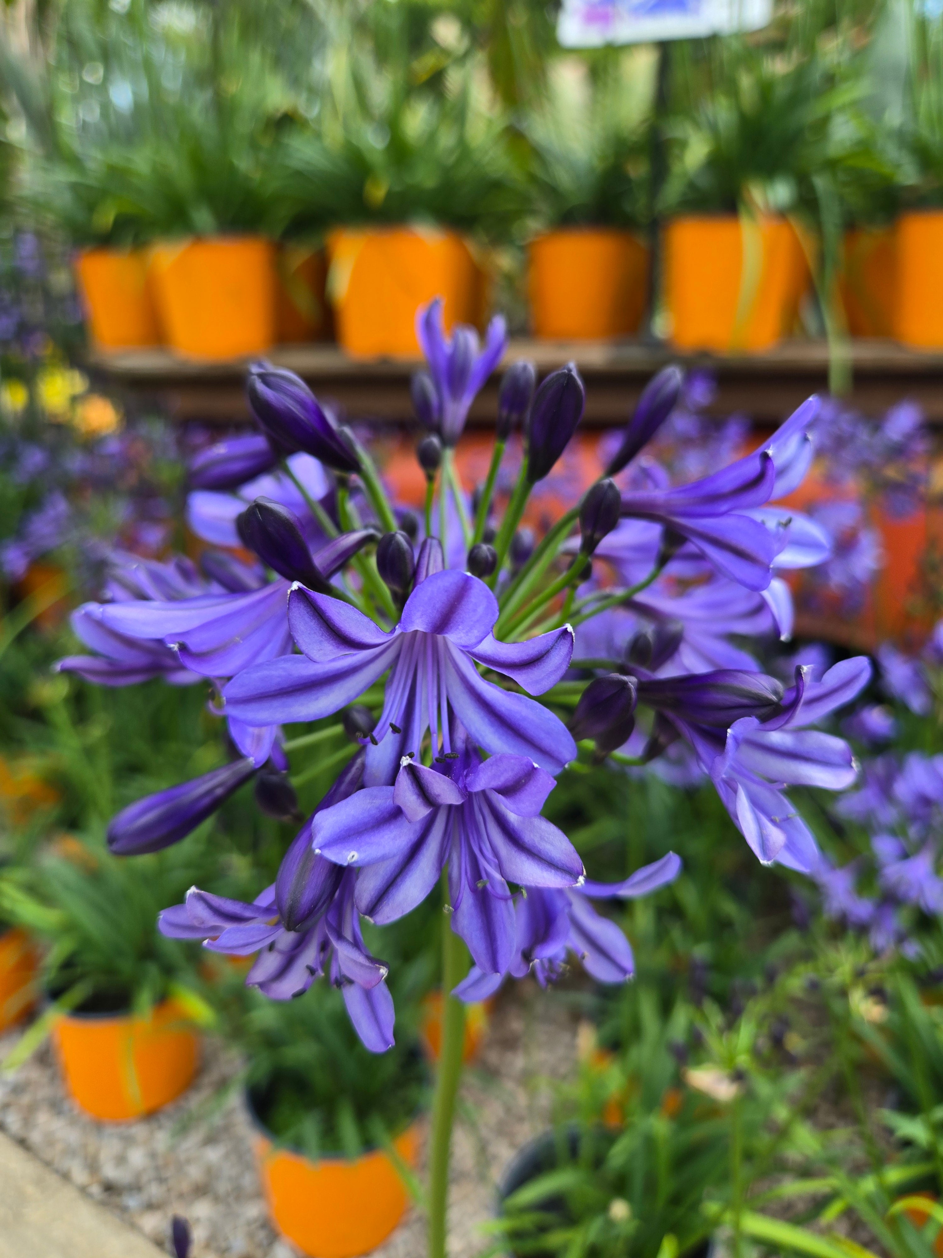 Lily of the Nile | Agapanthus 'Poppin’ Star'
